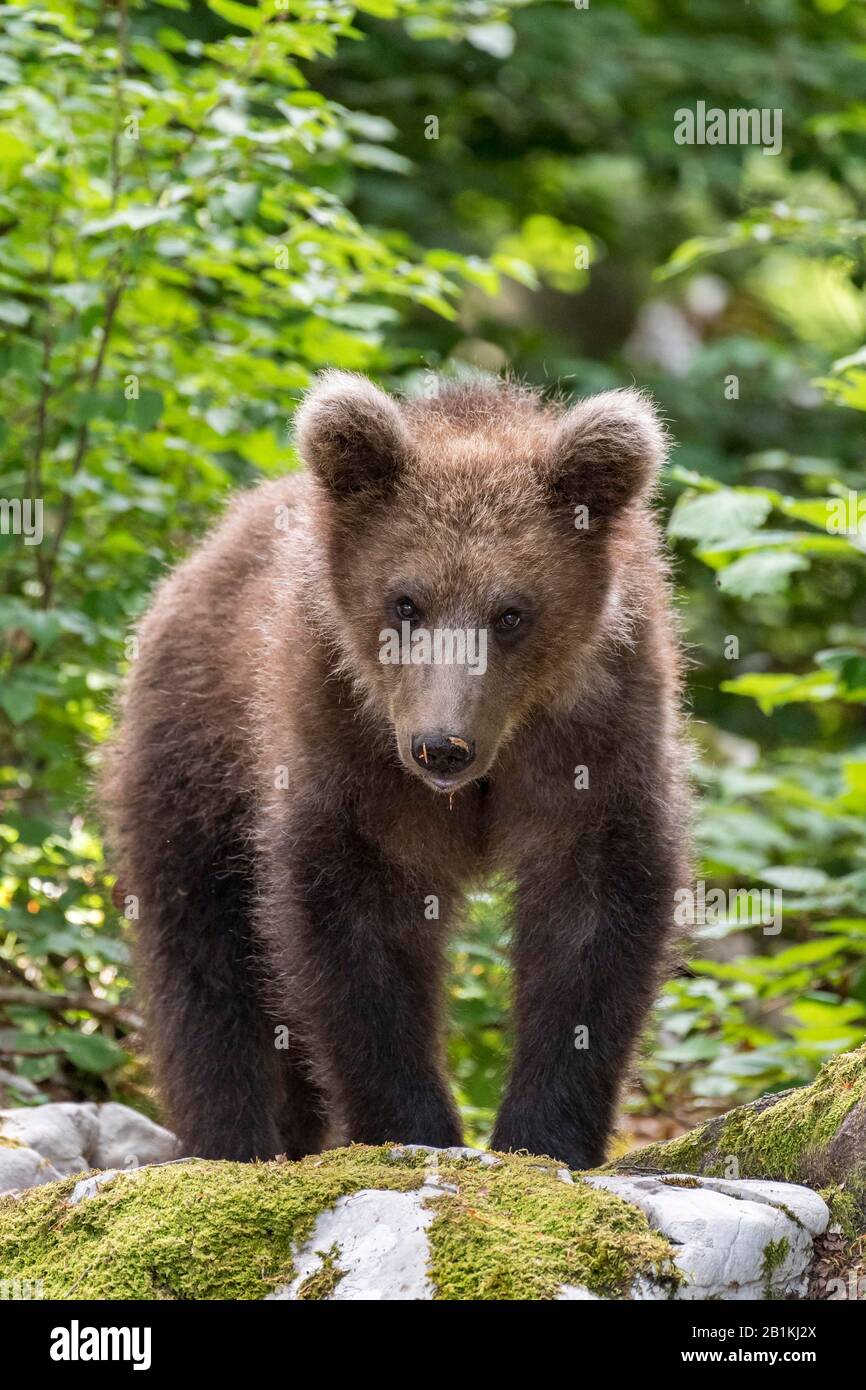 European brown bear (Ursus arctos arctos) in forest, young animal, in the wild, Notranjska region, Dinaric Alps, Slovenia Stock Photo