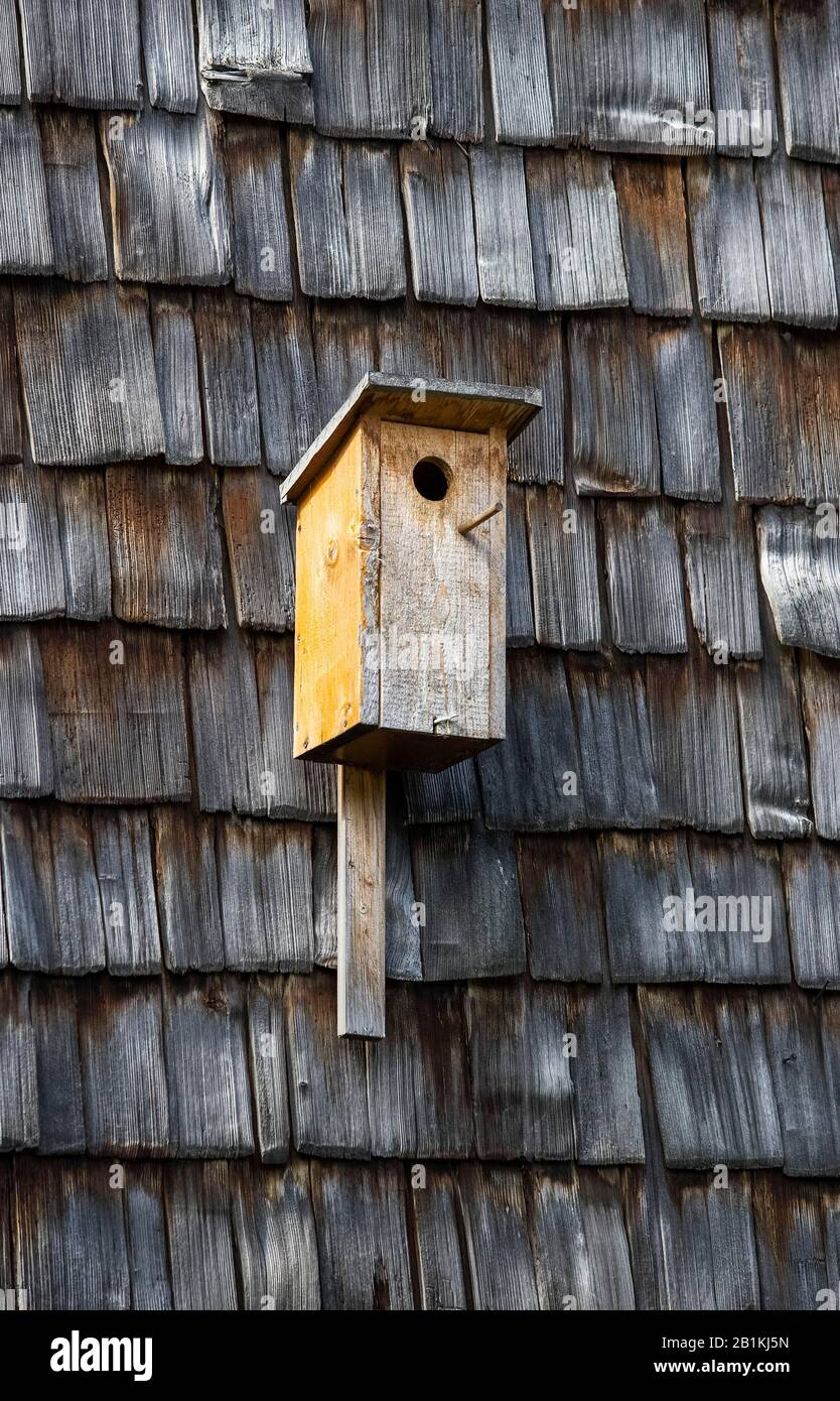 Nesting box on a wall with wooden shingles, Flachgau, Province of Salzburg,  Austria Stock Photo - Alamy