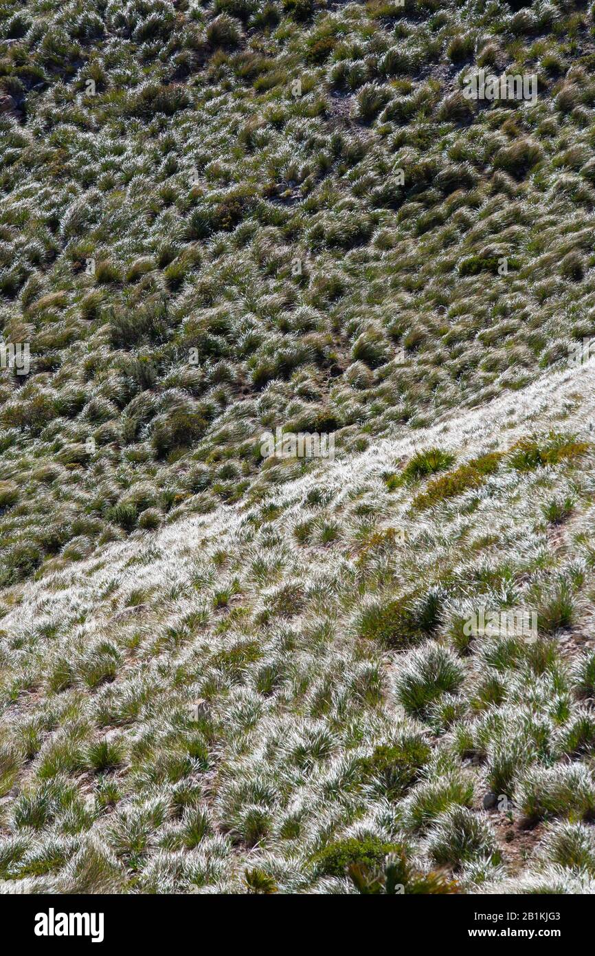 Dissgrass, Ampelodesmos mauritanicus, plant species Ampelodesmos, Formentor Peninsula, Majorca, Balearic Islands, Spain Stock Photo