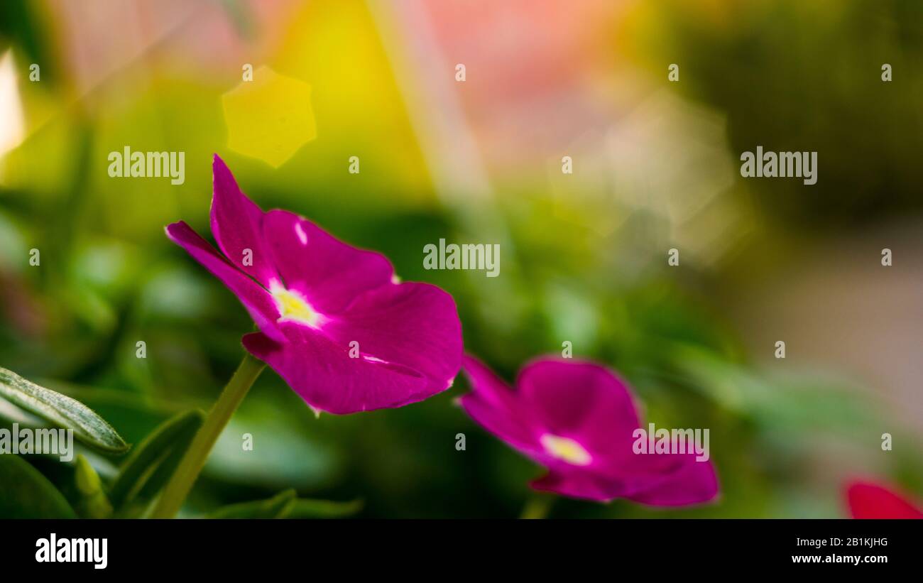 tenhour flowers bloom in the morning sun Stock Photo Alamy