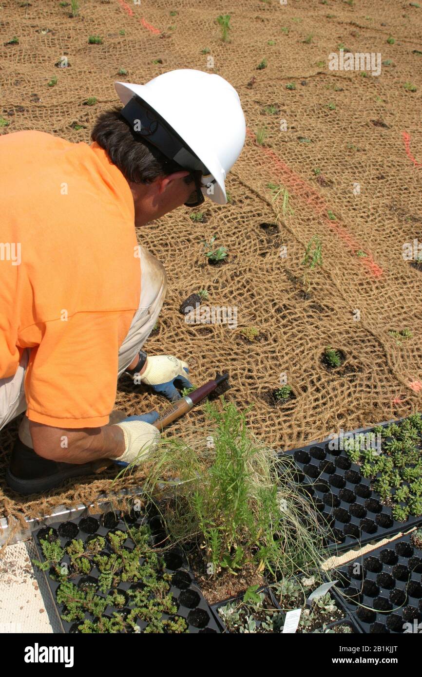 Construction worker planting vegetation on the green roof or living roof of the Hennepin County Public Library in downtown Minneapolis, Minnesota Stock Photo