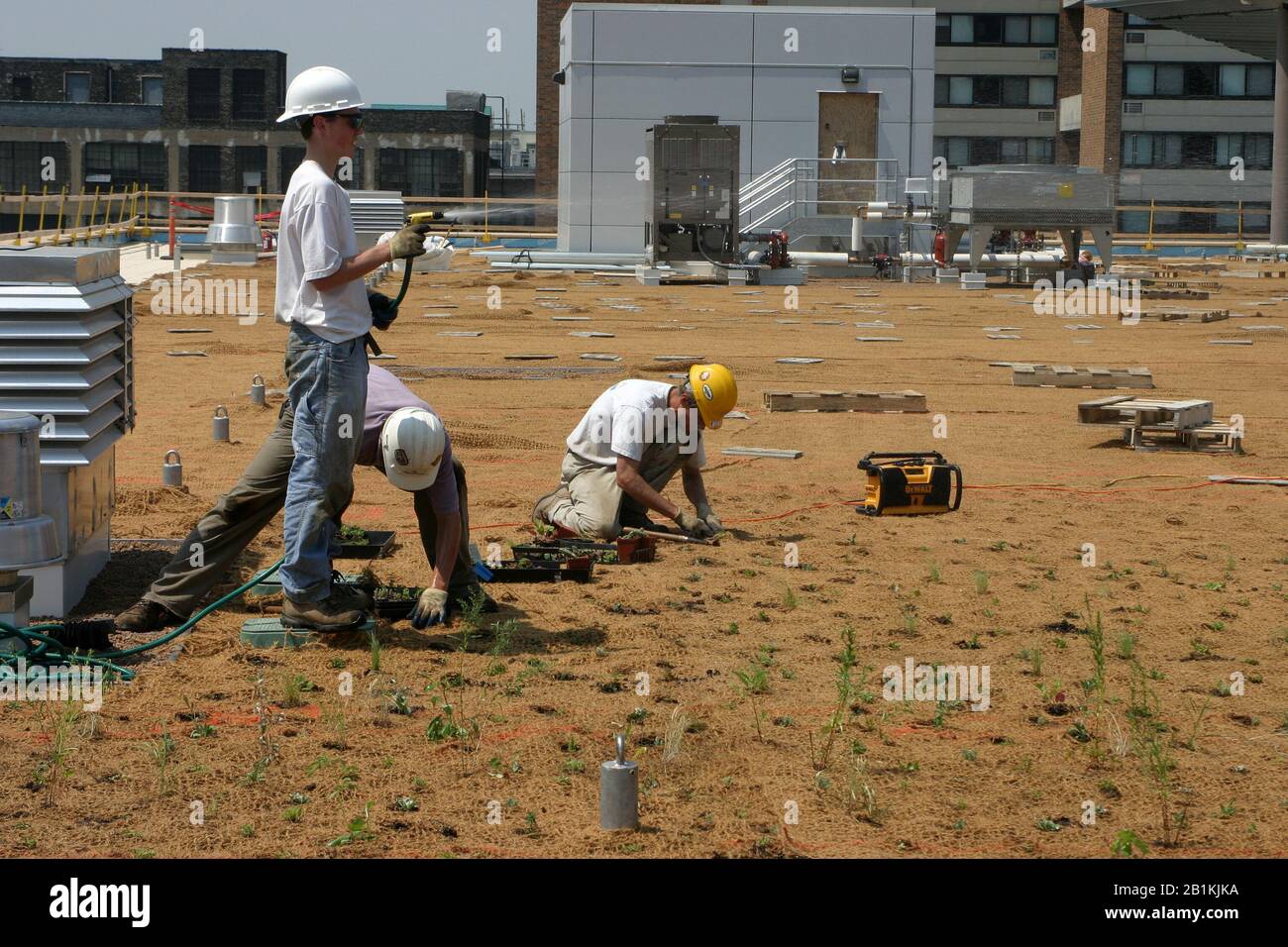 Construction workers planting vegetation on the green roof or living roof of the Hennepin County Public Library in downtown Minneapolis, Minnesota Stock Photo