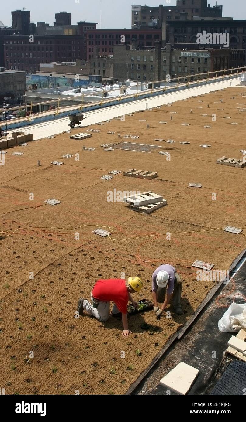 Construction workers planting vegetation on the green roof or living roof of the Hennepin County Public Library in downtown Minneapolis, Minnesota Stock Photo