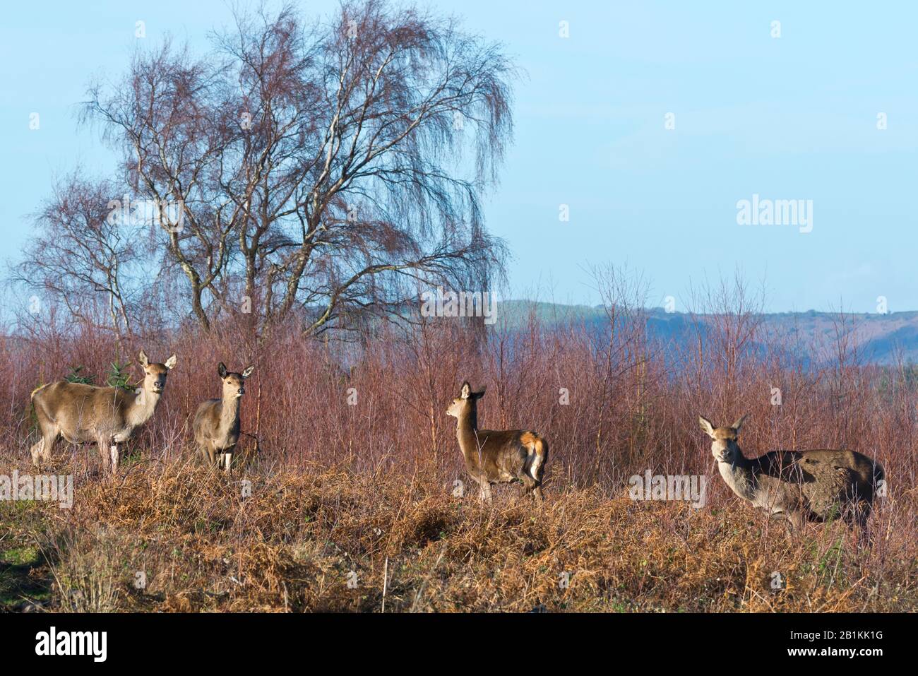 Dunster bat’s castle hires stock photography and images Alamy
