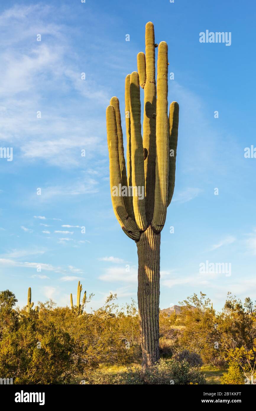 A Saguaro cactus in the Sonoran desert near Phoenix, Arizona Stock Photo