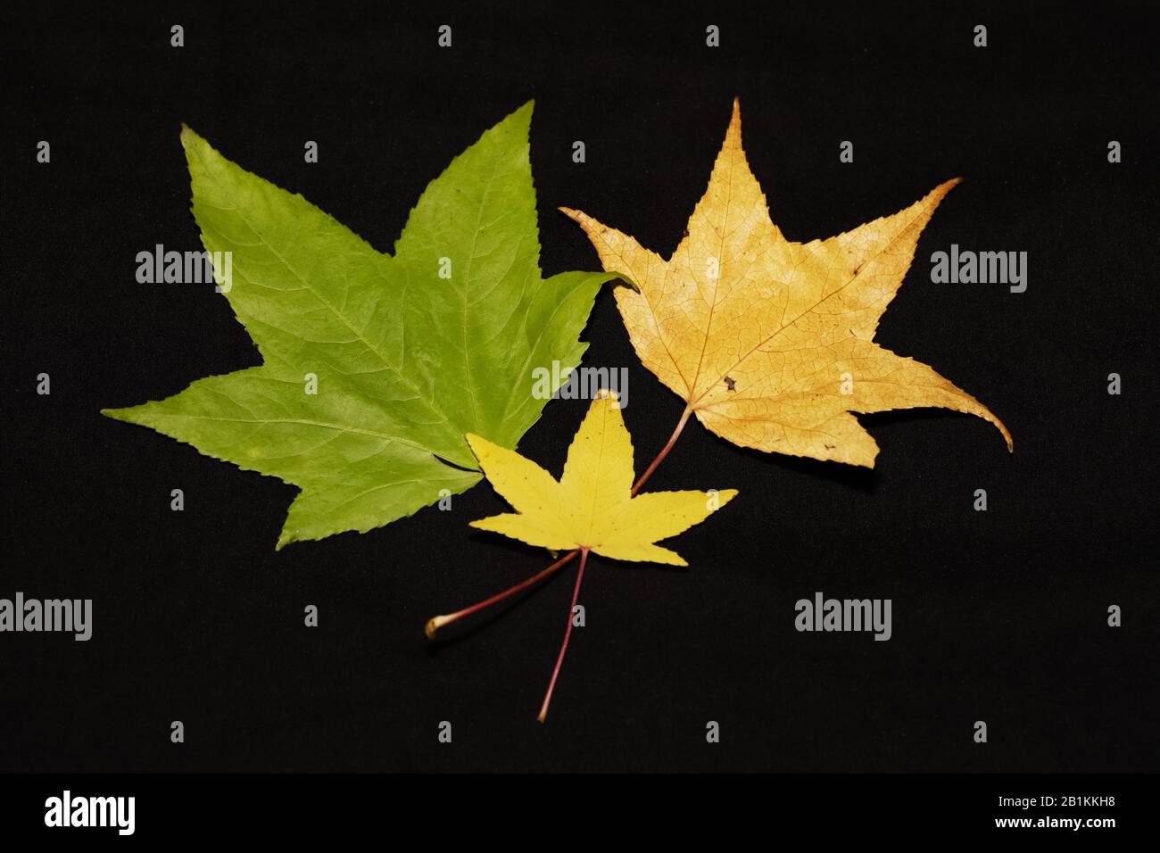 fivepointed leaves with autumn colors Stock Photo Alamy