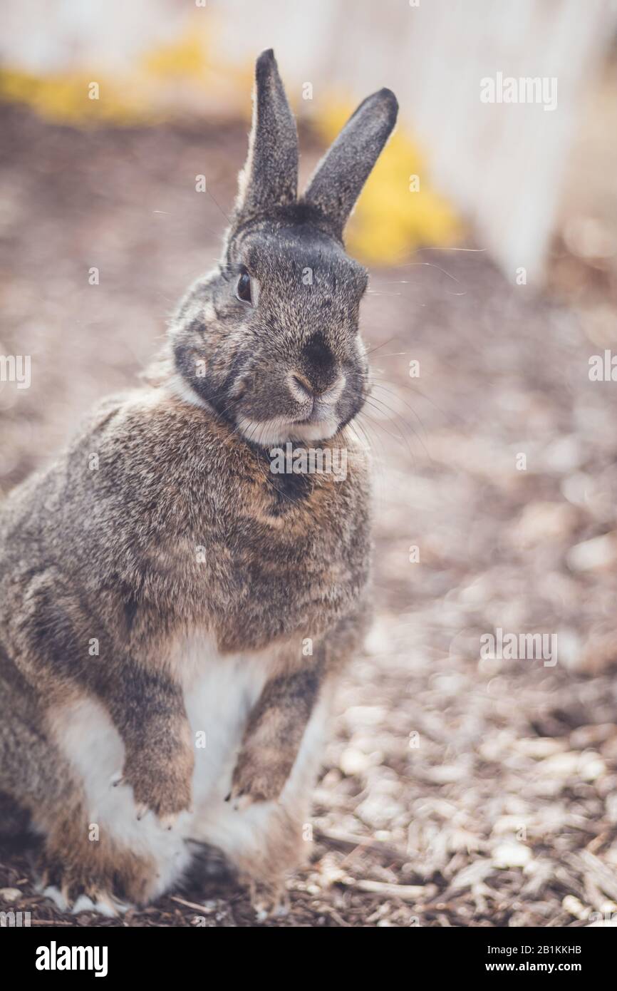 Gray and white bunny rabbit in garden for Easter Spring soft vintage setting portrait Stock Photo