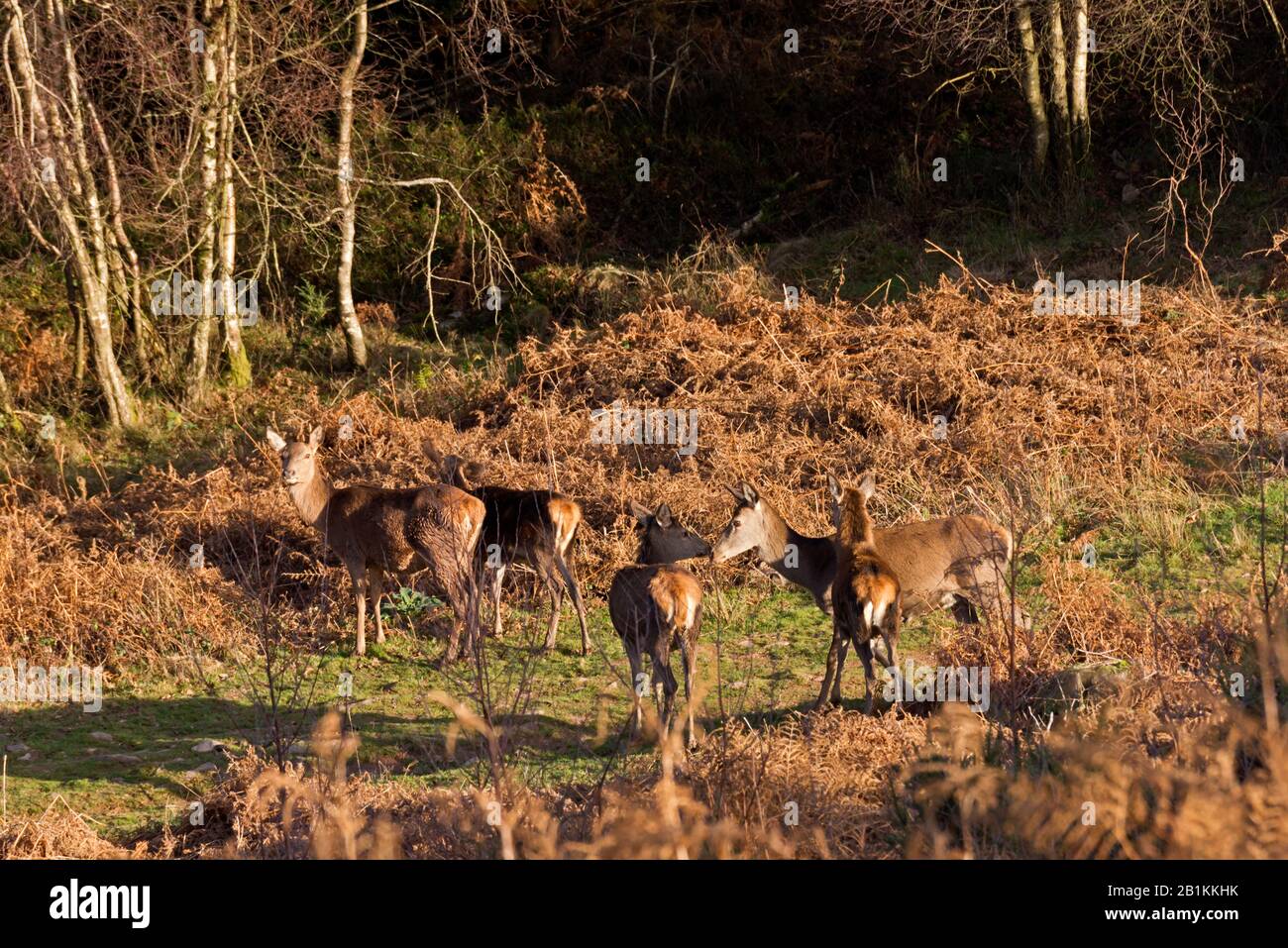 Dunster bat’s castle hires stock photography and images Alamy