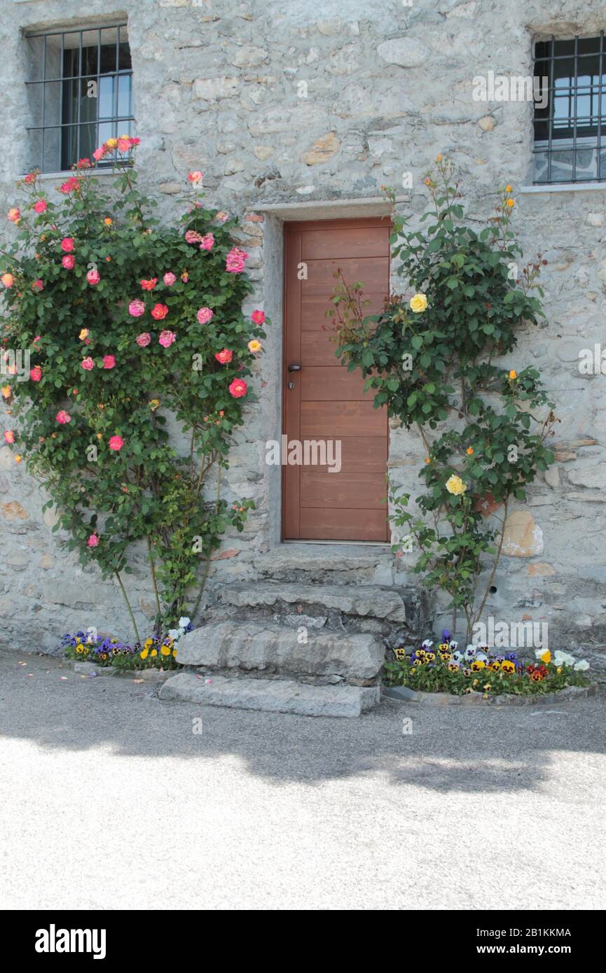 wooden door on stone steps with rose plants and primroses Stock Photo ...
