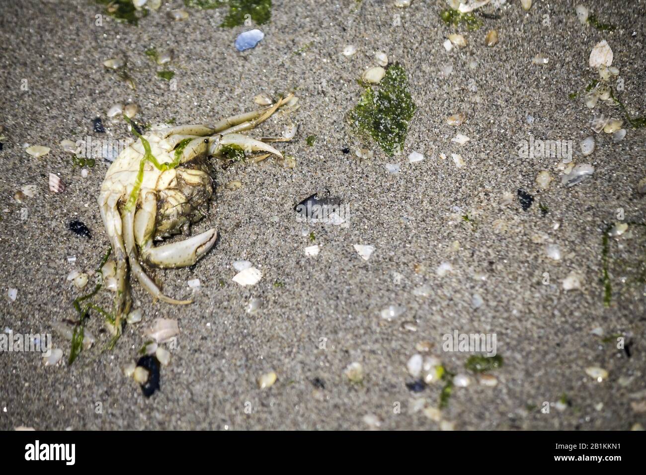 dead crab upside down on the beach Stock Photo