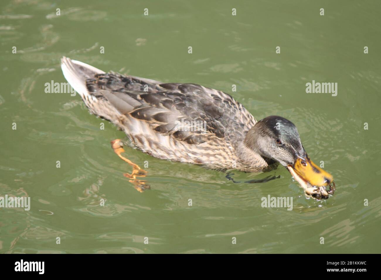 duck holding a crab in its beak Stock Photo