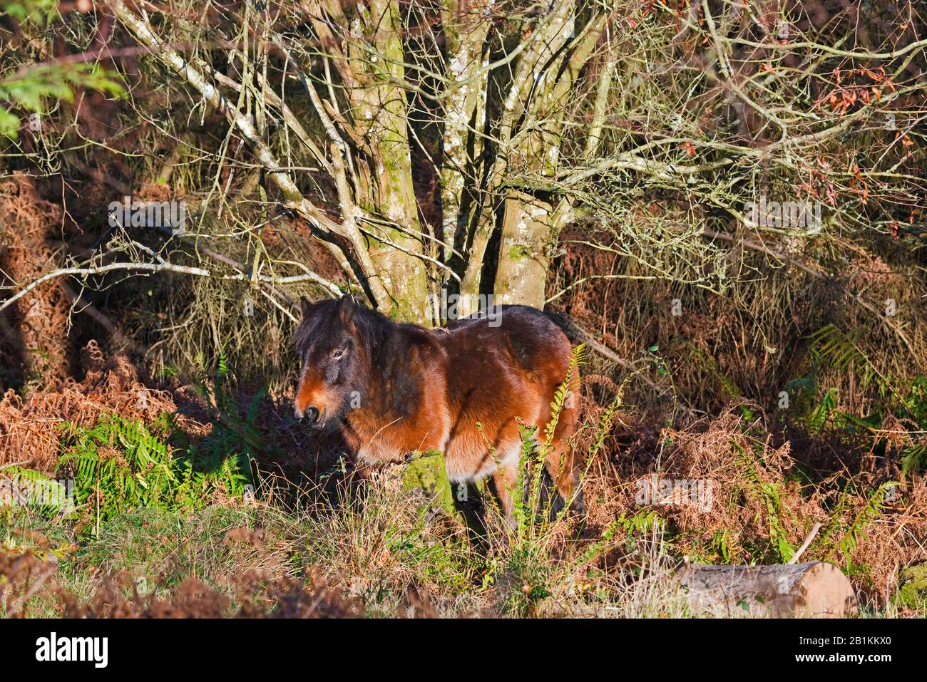 Bats Castle High Resolution Stock Photography and Images Alamy