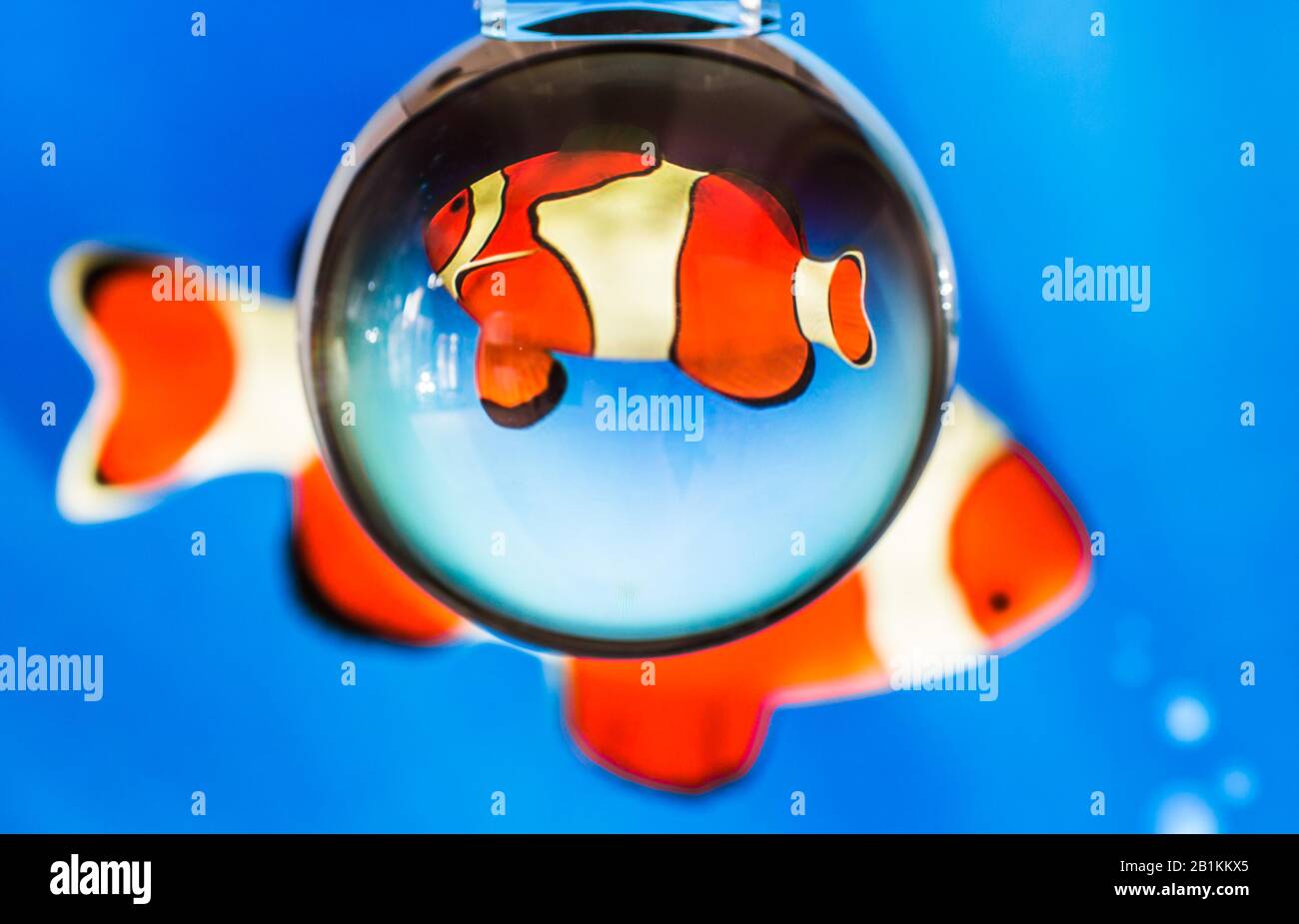 Spherical fish hi-res stock photography and images - Alamy
