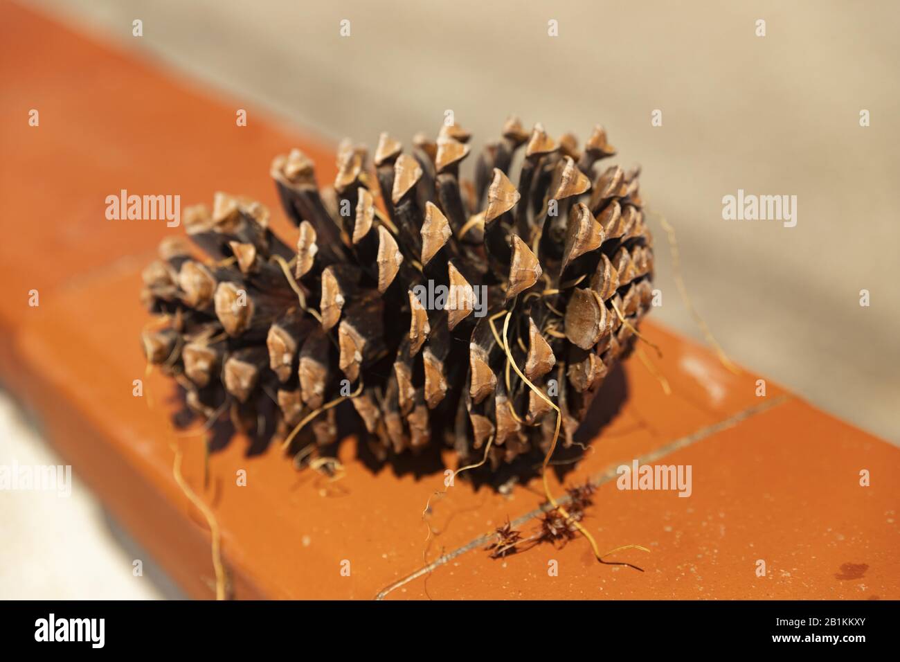 pine cone resting on the wall Stock Photo