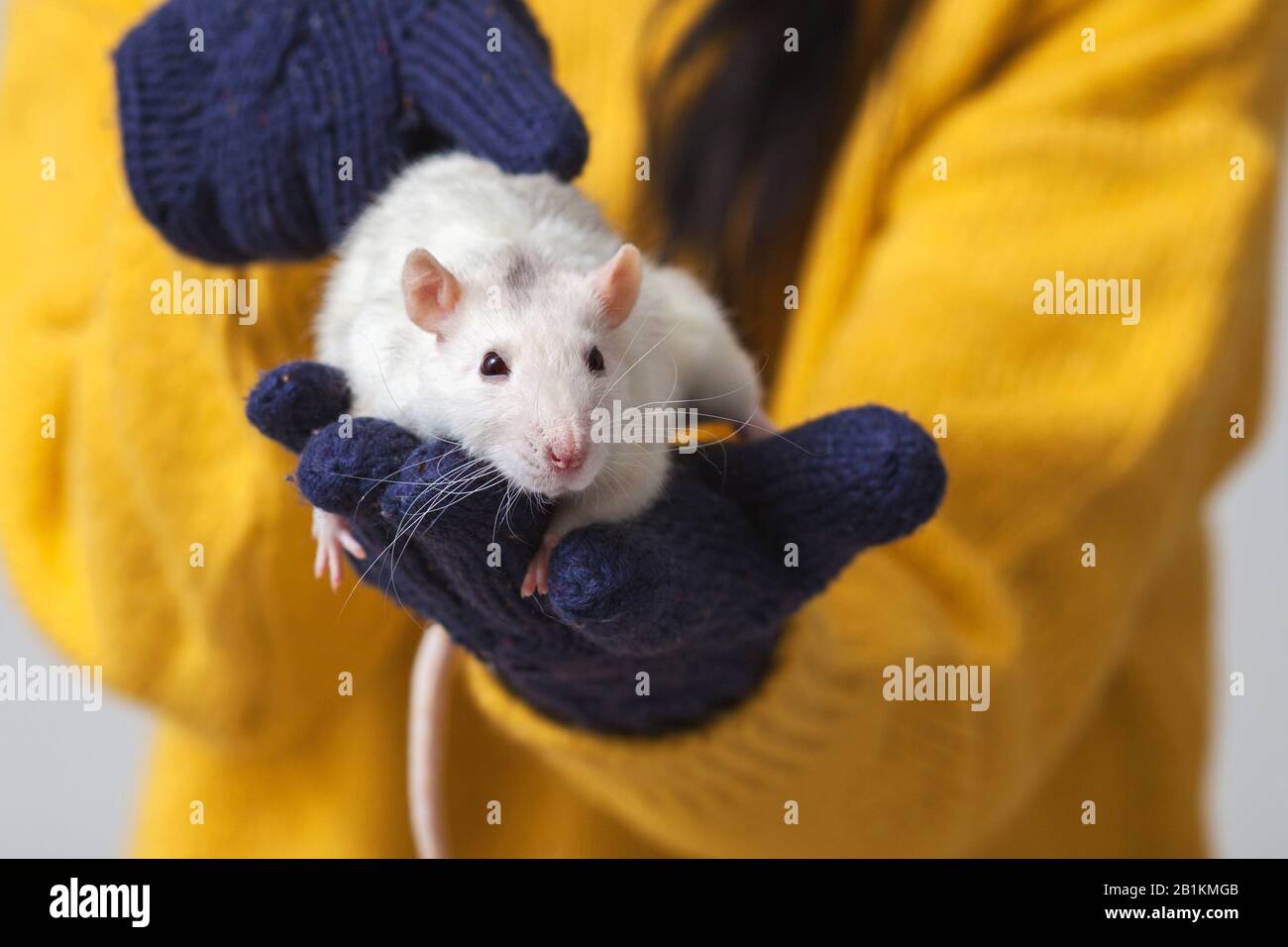 Man holding a tiny, beautiful hamster Stock Photo by ©fantom_rd 100965504