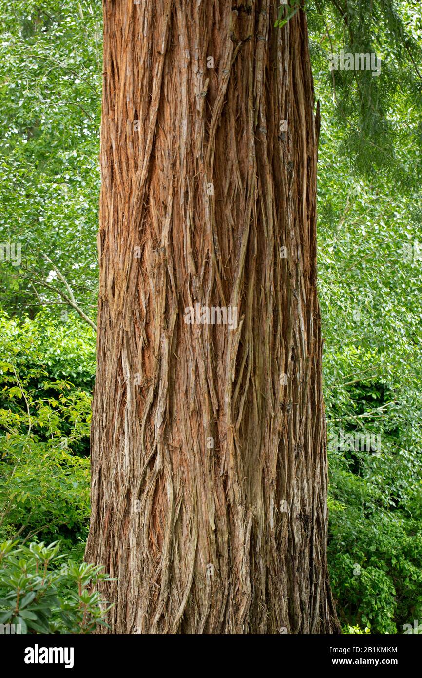 Giant redwood tree trunk Stock Photo