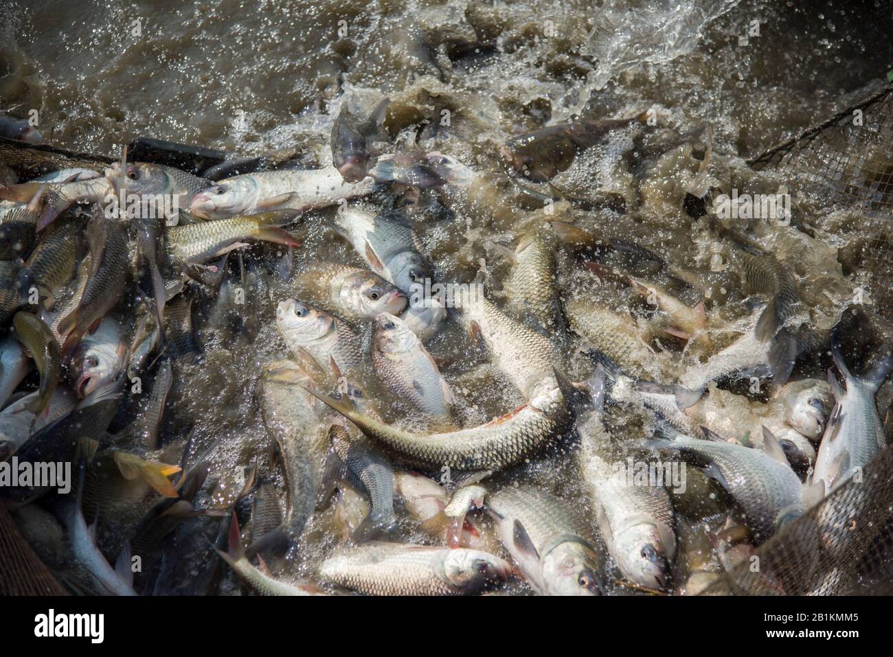 Carp is a fish species that belongs to the family Cyprinidae and is native to Asia and Eastern Europe. Fish are jumping during harvesting in the pond. Stock Photo