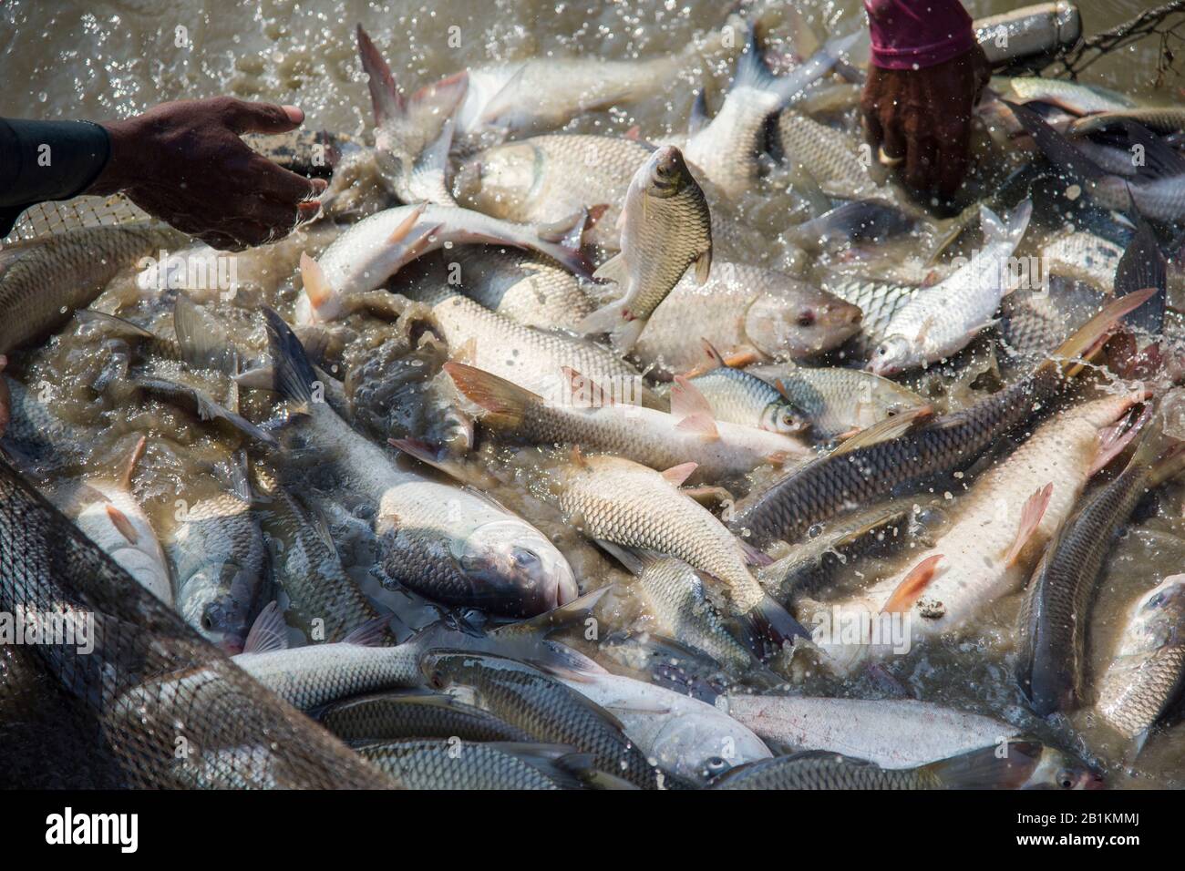 Carp is the fish species which belongs to the family Cyprinidae and native to Asia and Eastern Europe. Fish are jumping during harvesting in the pond. Stock Photo