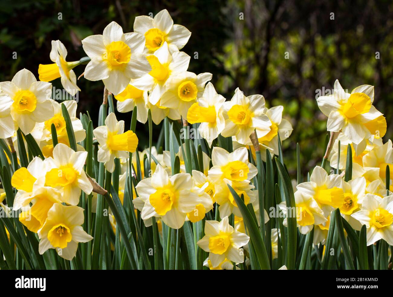 happy yellow daffodils Stock Photo