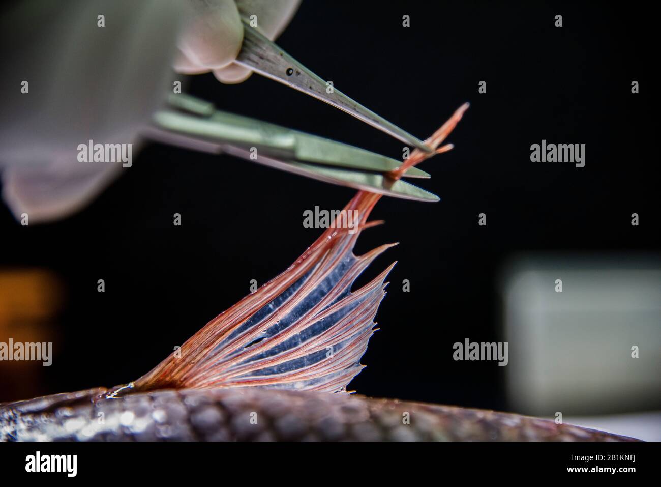 Fish health management is a term used in aquaculture  which are designed to prevent fish disease. Anatomy of  different parts of Tilapia Fish. Stock Photo
