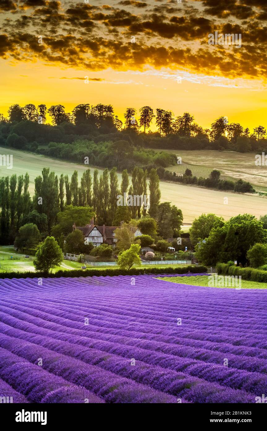 lavender; field; shoreham; castle farm; kent; england; uk Stock Photo