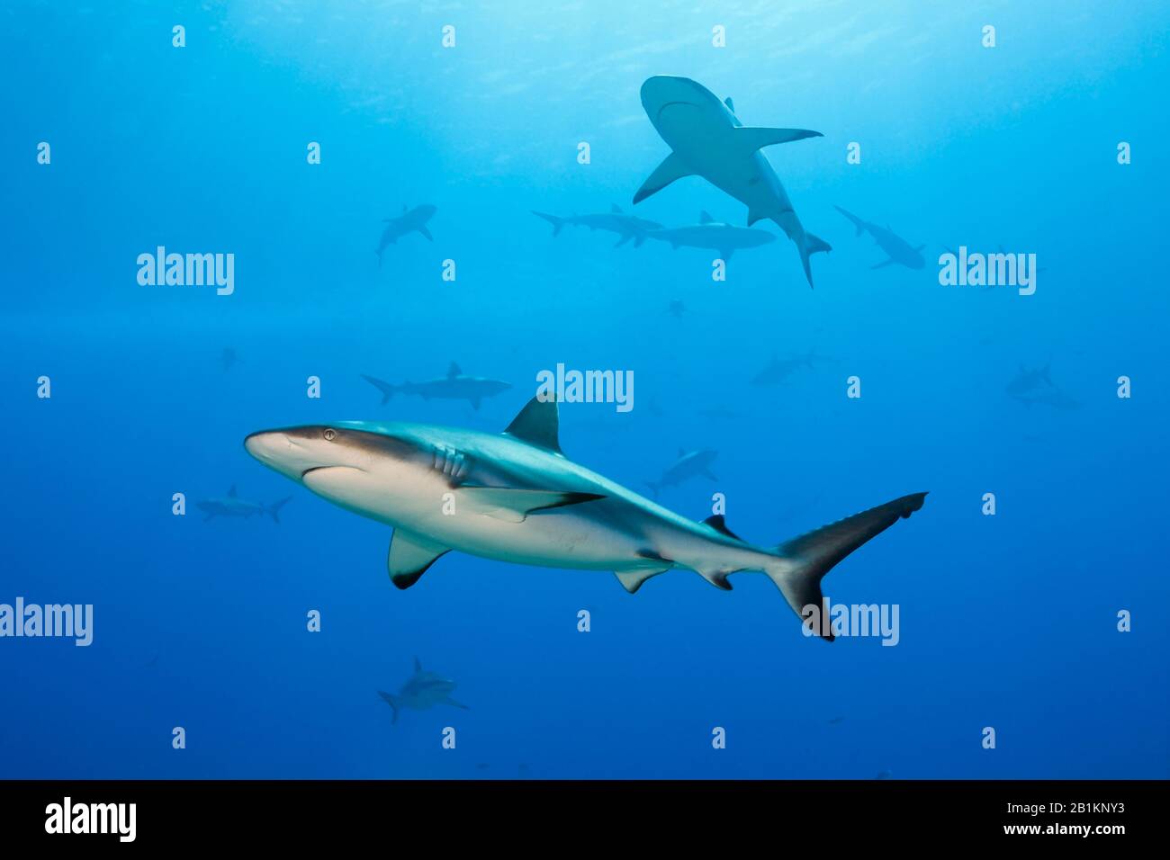 Grey Reef Shark, Carcharhinus amblyrhynchos, Moorea, French Polynesia Stock Photo