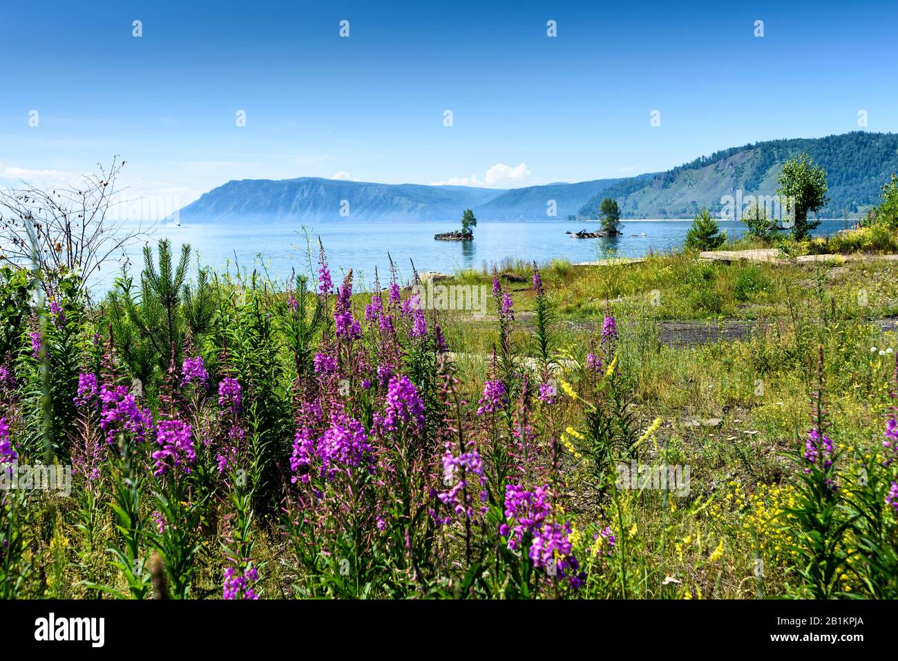 Summer landscape with mountains and purple flowers Ivan Chai on lake Baikal.  Circum-Baikal Railway, Siberia. Coastline of most deep clear lake in the  Stock Photo - Alamy