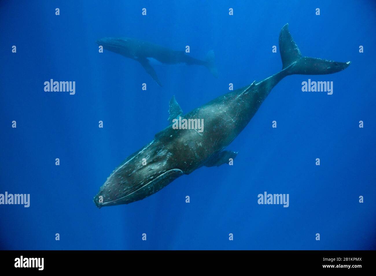 Pair of Humpback Whales, Megaptera novaeangliae, Moorea, French Polynesia Stock Photo