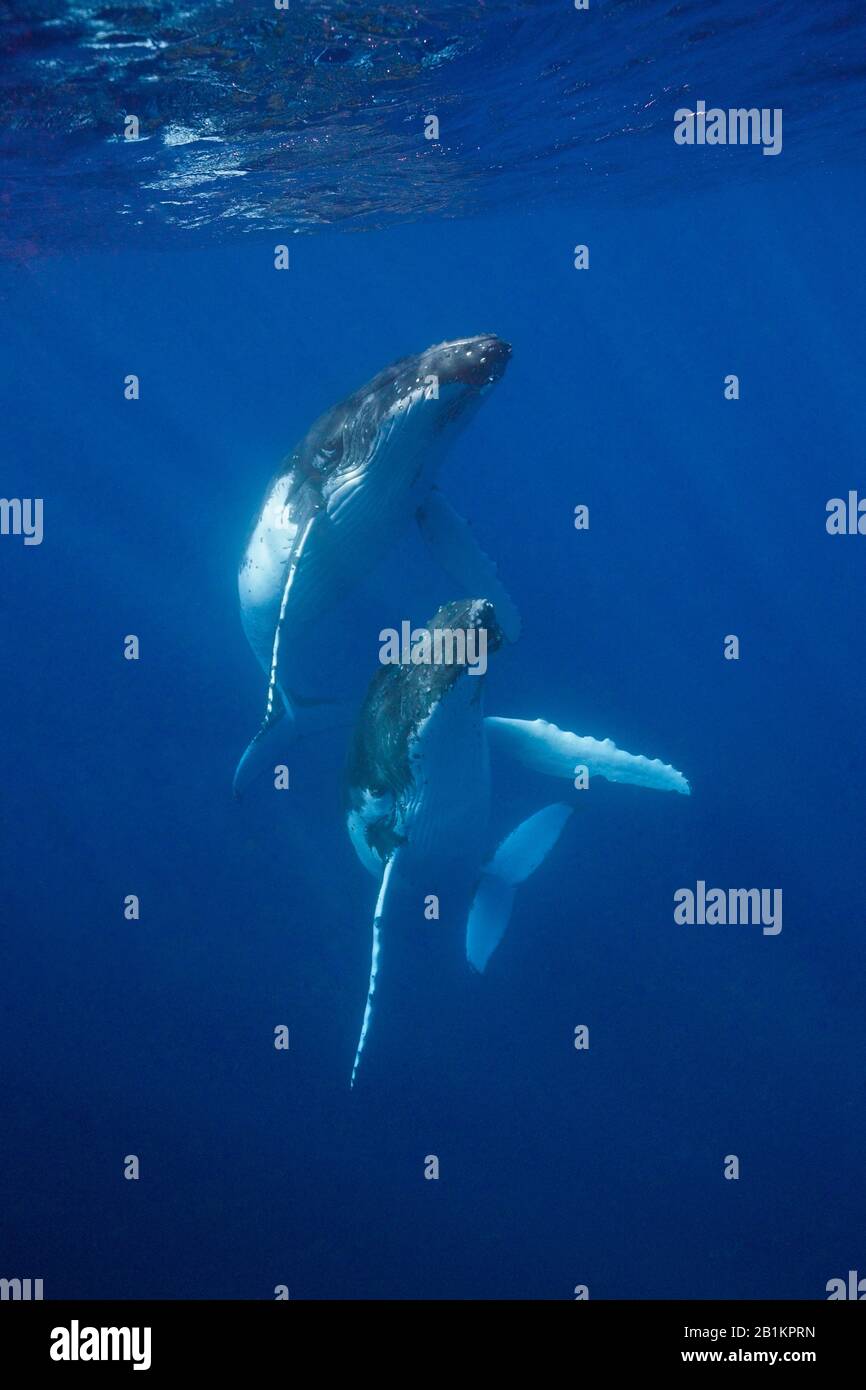 Pair of Humpback Whales, Megaptera novaeangliae, Moorea, French Polynesia Stock Photo