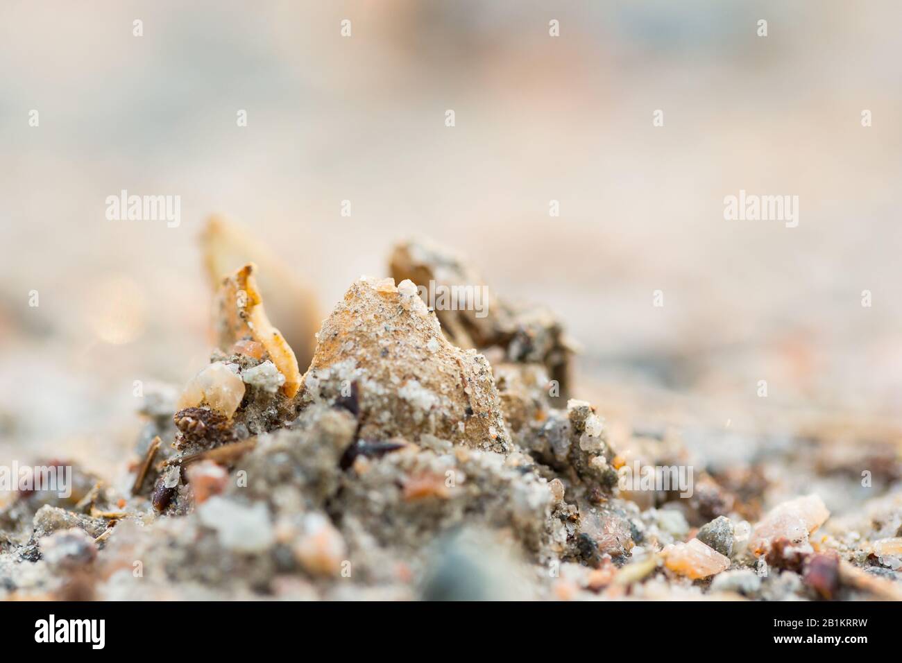 Sand cup fungus (Geopora arenicola) Stock Photo