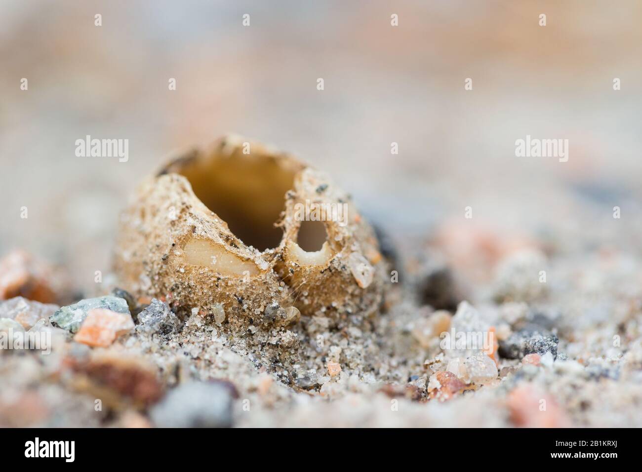Sand cup fungus (Geopora arenicola) Stock Photo