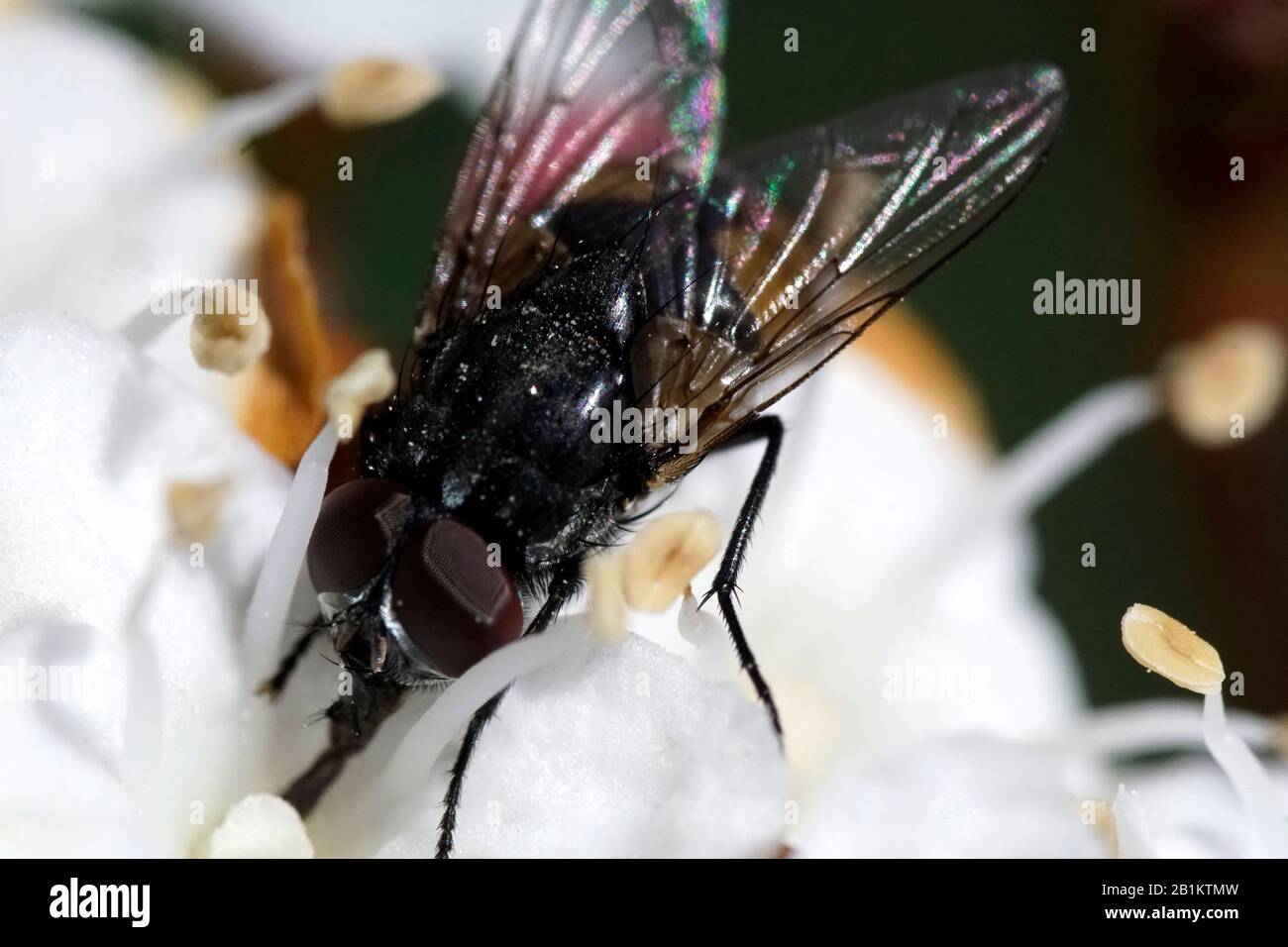 Horse fly - Tabanus bovinus - with dark red eyes on a colourful flower Stock Photo