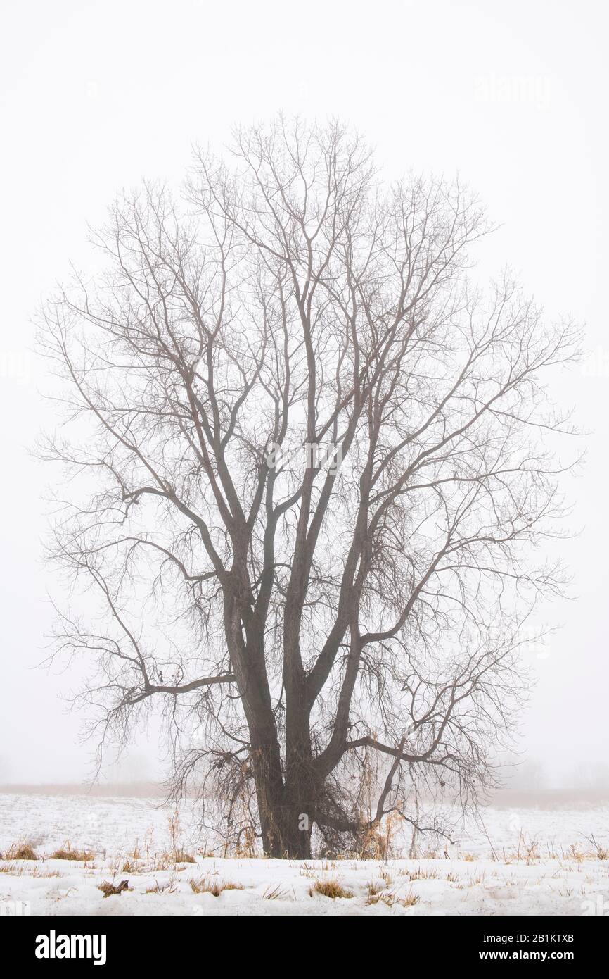 Eastern cottonwood (Populus deltoides), fog, winter, MN, USA, by Dominique Braud/Dembinsky Photo Assoc Stock Photo