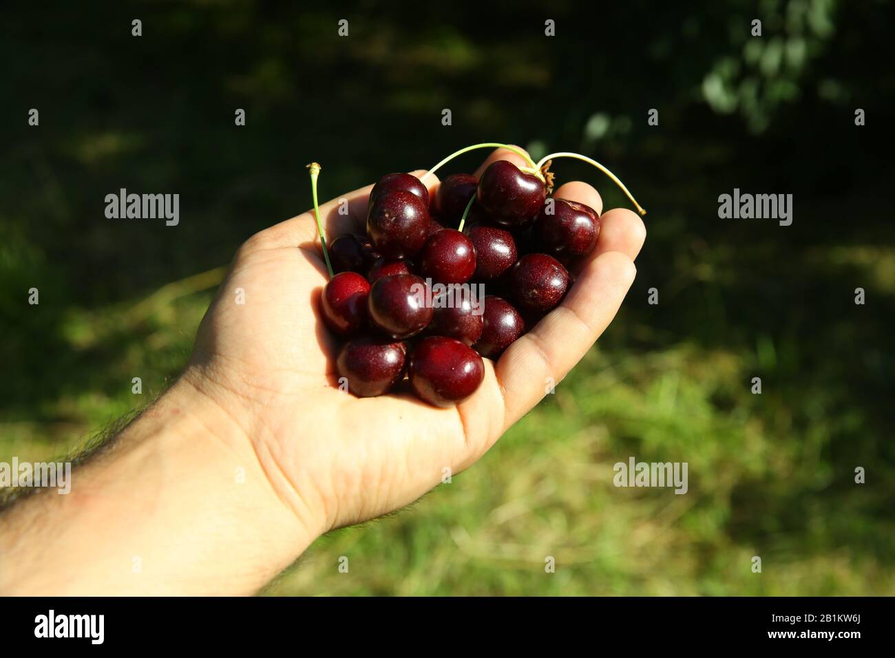 high angle view of a young caucasian man outdoors with a handful of ripe cherries in his hands, freshly collected on an organic orchard . Fresh cherry Stock Photo