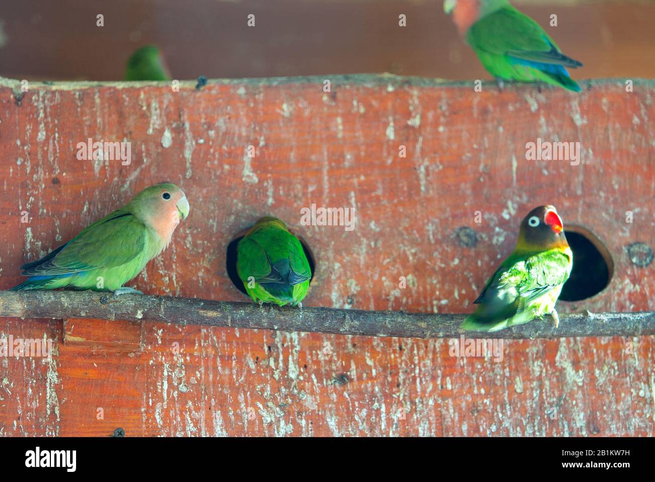 Image showcasing Colorful parrots in a cage at a zoo Stock Photo - Alamy