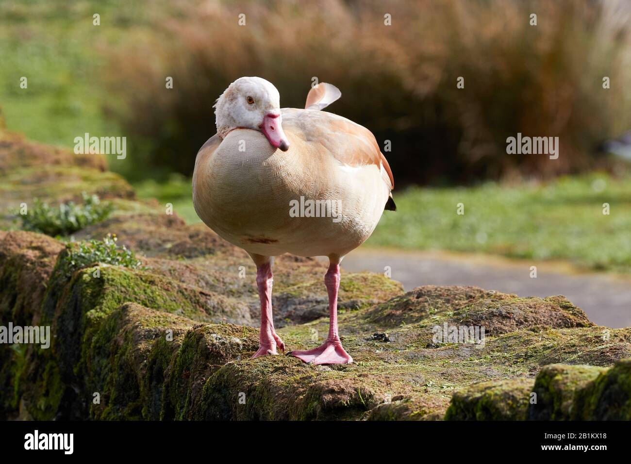 Egyptian Goose, f. Anatinae, Alopochen aegyptiacus Stock Photo