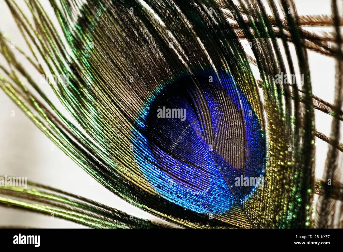 Detail close up of a real peacock feather eye Stock Photo