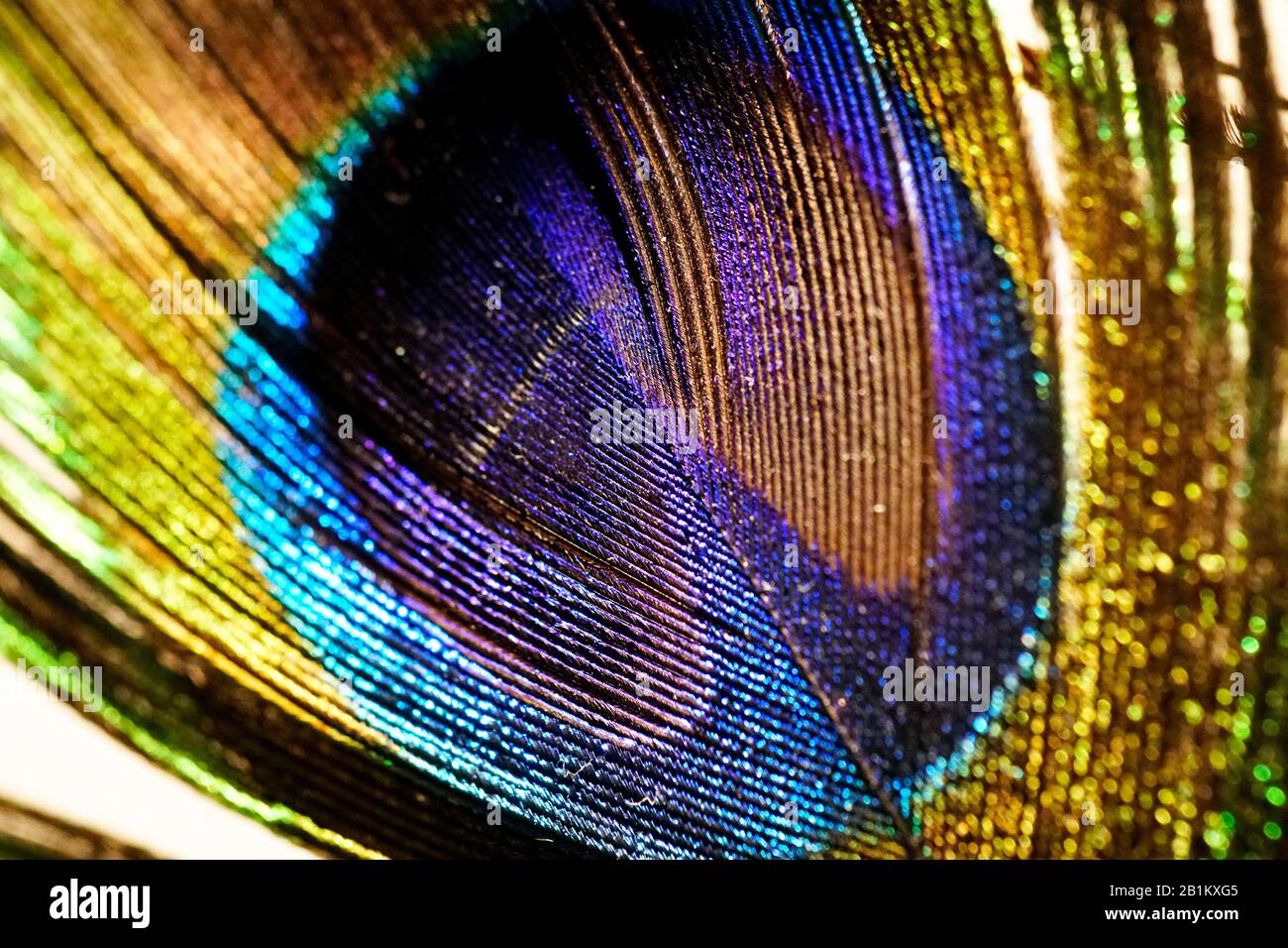 Detail close up of a real peacock feather eye Stock Photo