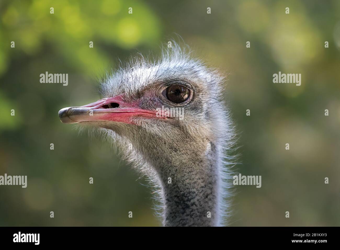 close up of the head of a greater rhea, isolated on blurry green background Stock Photo