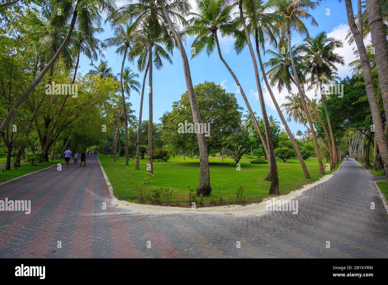 Pathway surrounded by trees hi-res stock photography and images - Alamy
