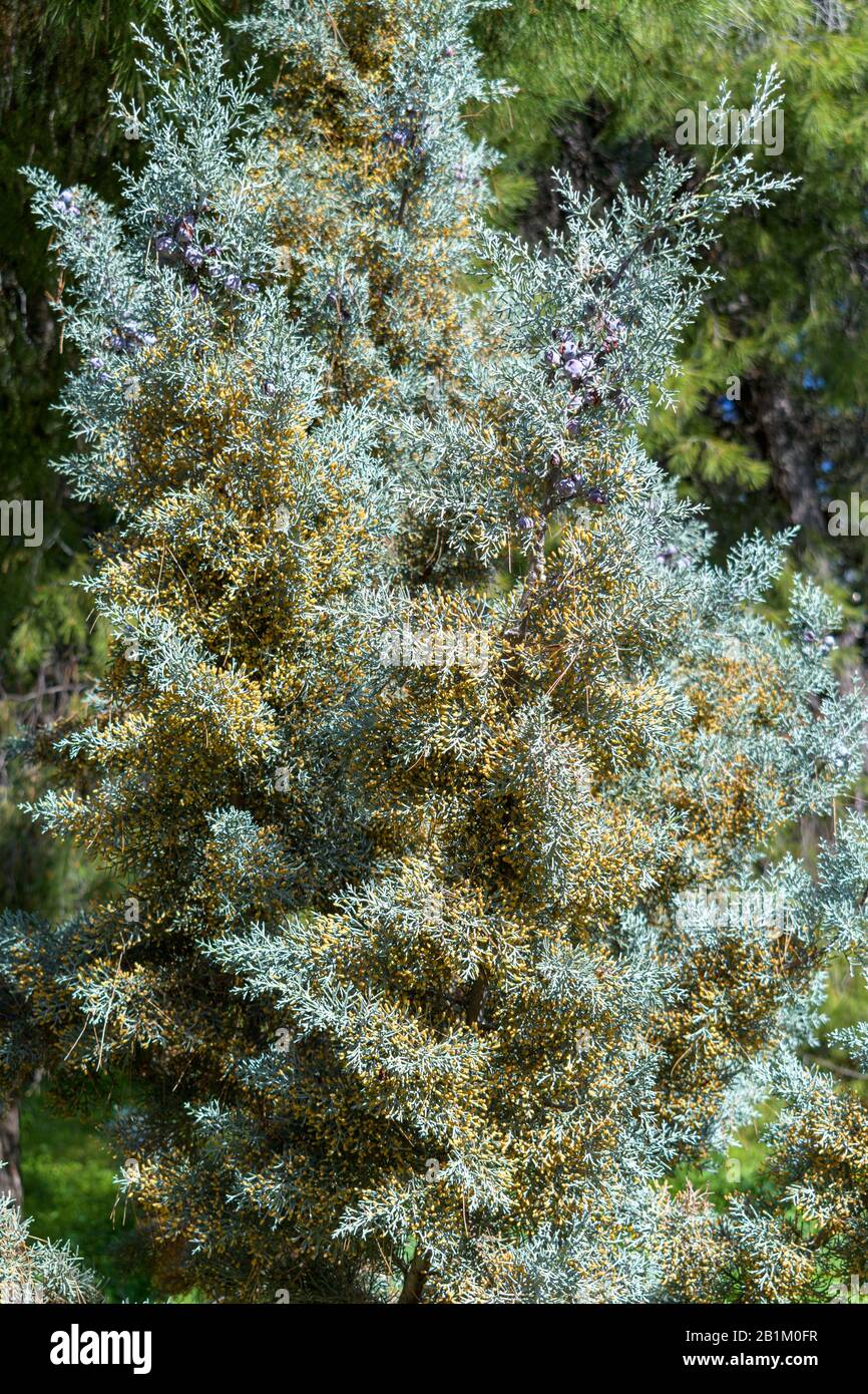 Arizona cypress tree (Cupressus arizonica) pollen Stock Photo