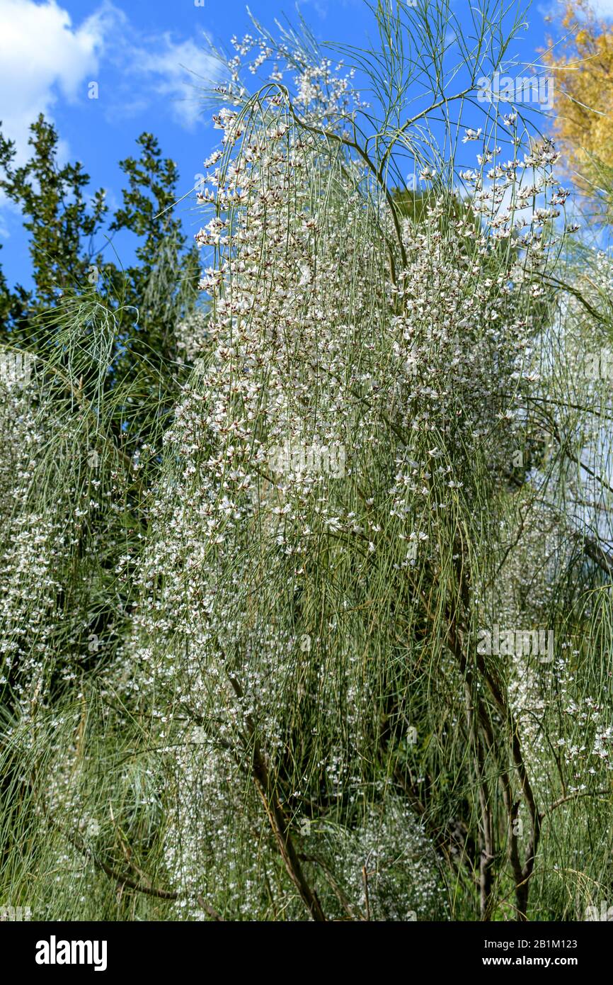 Genista monosperma flowers hires stock photography and images Alamy