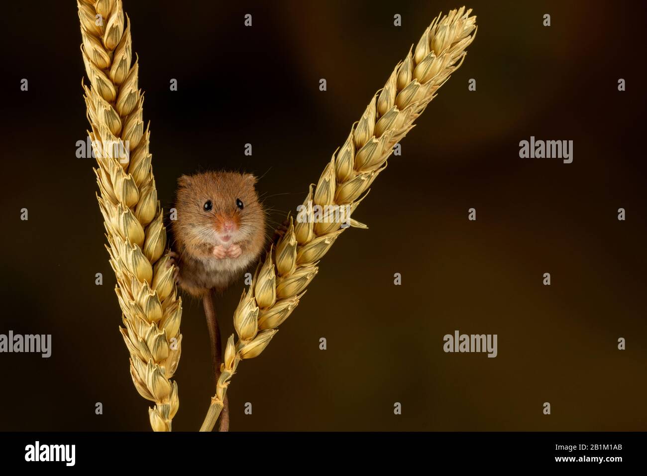 Fun with Harvest Mice Stock Photo