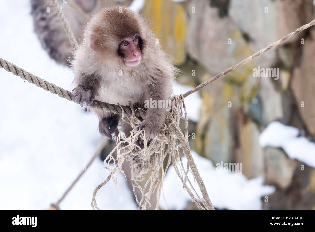 Snow monkey baby sitting on the rope in Jigokudani Monkey Park in Japan, Nagano Prefecture. Stock Photo