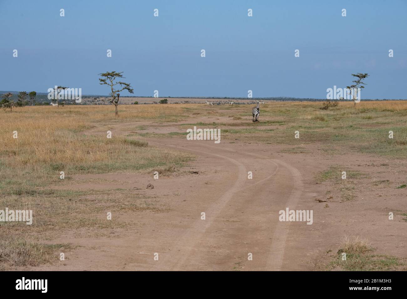dusty road used by safari vehicles leading off into landscape of the Masai Mara, Kenya Stock Photo