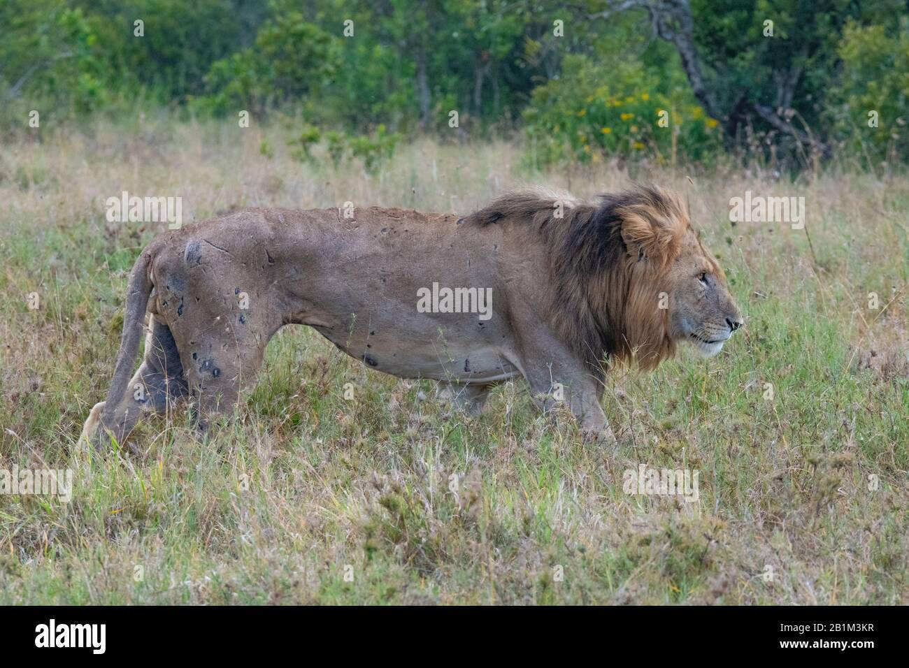 Male lion walking masai mara hi-res stock photography and images - Alamy