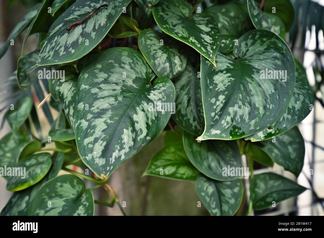 Tropical 'Scindapsus Pictus Argyraeus', also called 'Satin Pothos' with velvet texture and silver spot pattern Stock Photo