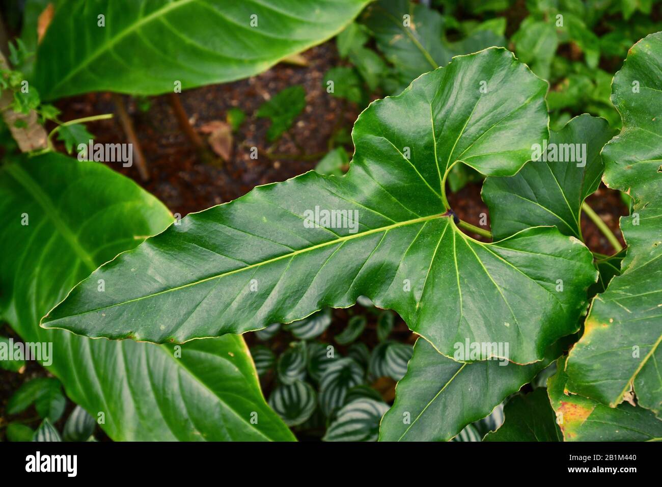 Wavy dracaena curled reason