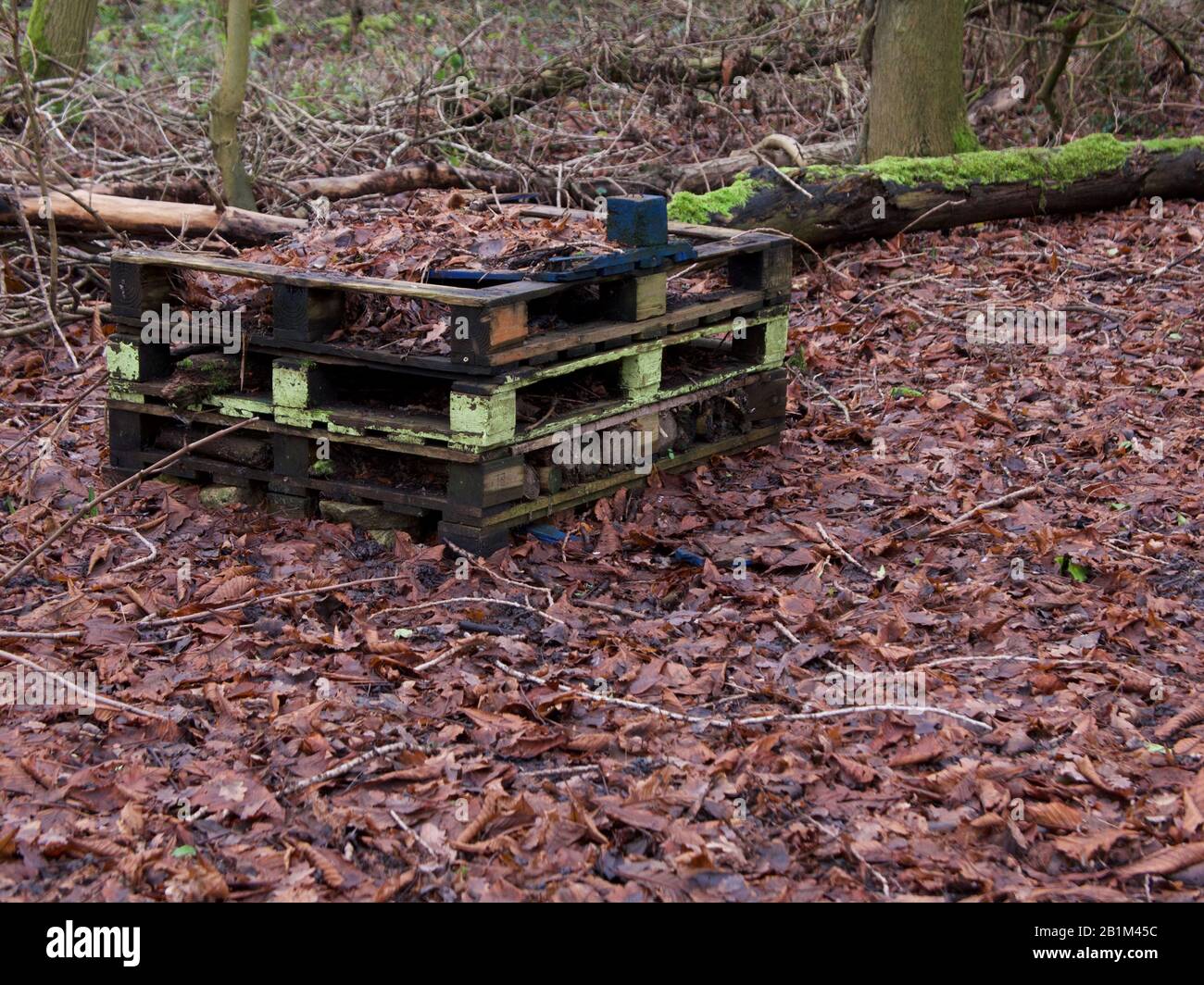 Discarded wooden pallets standing on fallen brown leaves in woods Stock