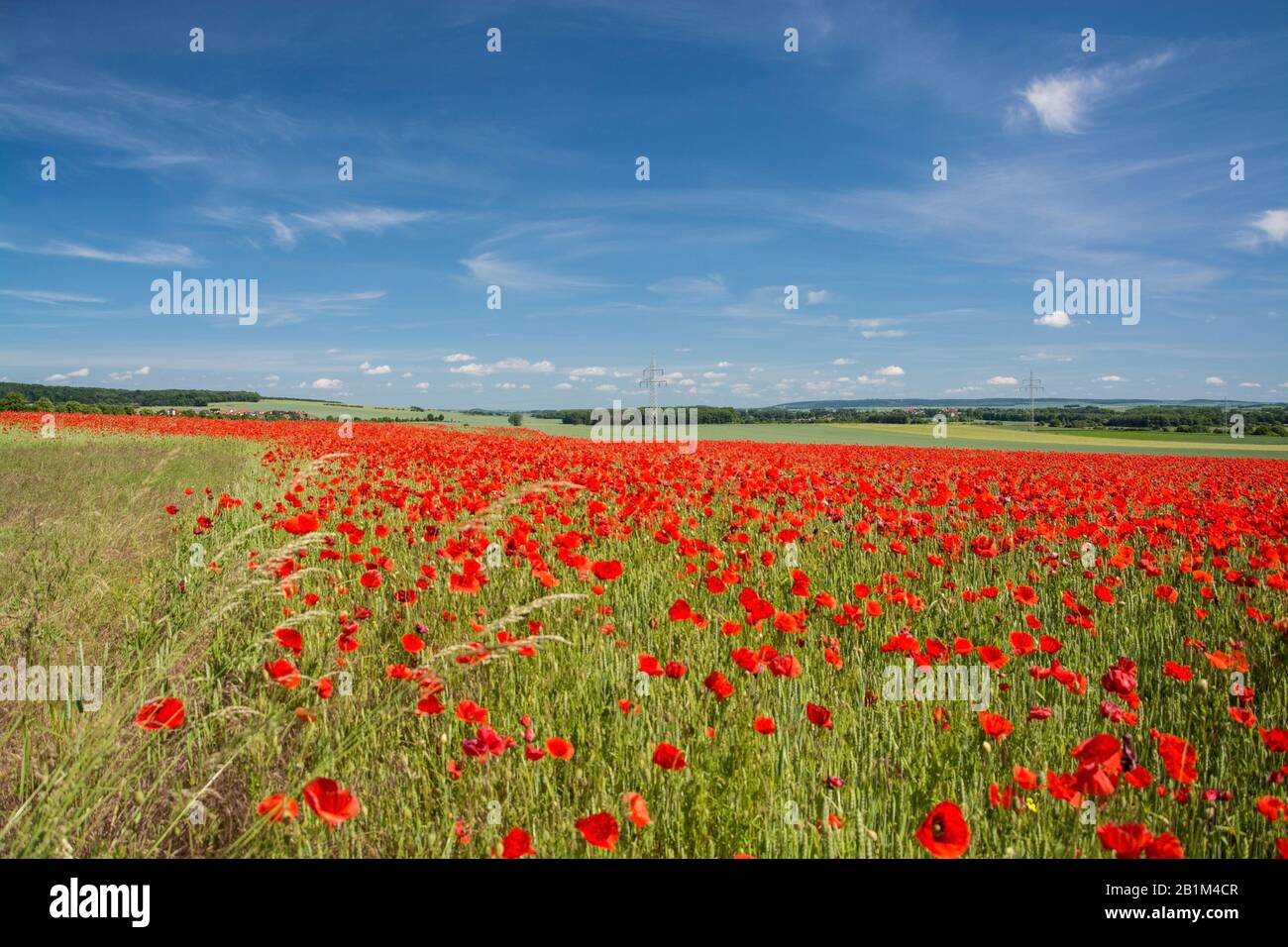 Die leuchtend roten Blüten des in Mitteleuropa wilden Klatschmohns, Papaver rhoeas, blühen ab Ende Mai und kennzeichnen den Beginn des Frühsommers Stock Photo